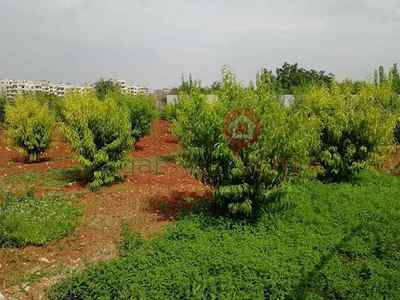 طابو اخضر بريء الذمة