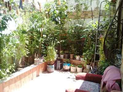 طابو اخضر