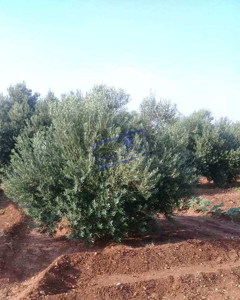 للبيع أرض زراعية مساحة ٤ دونم