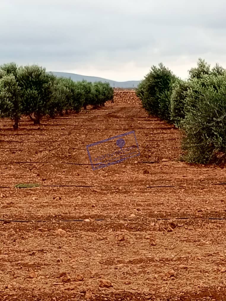 تسليم فوري أرض زراعيه مسورة بالكامل