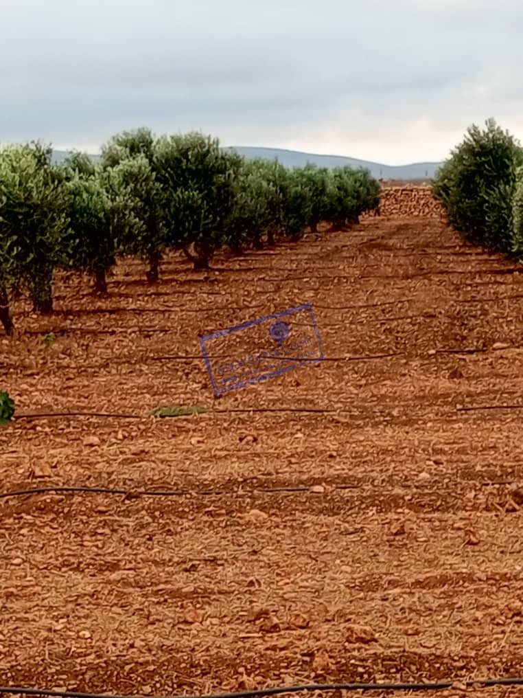 تسليم فوري أرض زراعيه مسورة بالكامل